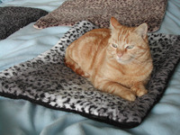 Ginny blanket